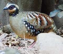 Arborophila brunneopectus