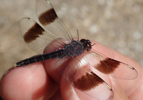 Northern Banded Groundling photo 4