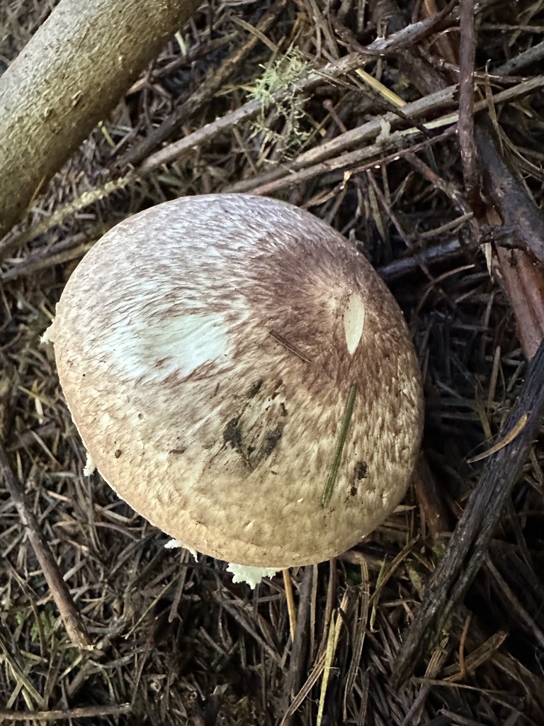 Agaricus subrutilescens · November 2025 · photo: © ocean_beach_goth (iNaturalist, cc-by)