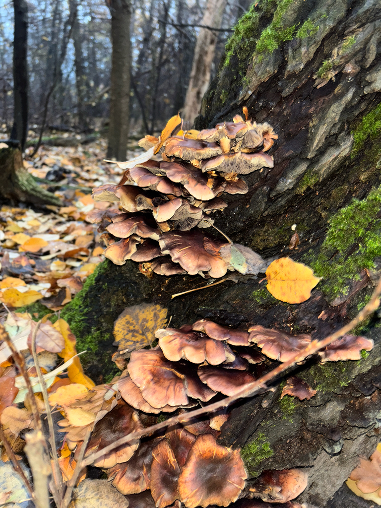 Hypholoma fasciculare · November 2025 · photo: © stanislavschi_alexandr (iNaturalist, cc-by)