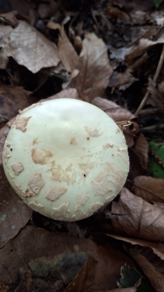 Amanita citrina · November 2025 · photo: © cminda (iNaturalist, cc-by)
