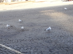 Chroicocephalus ridibundus