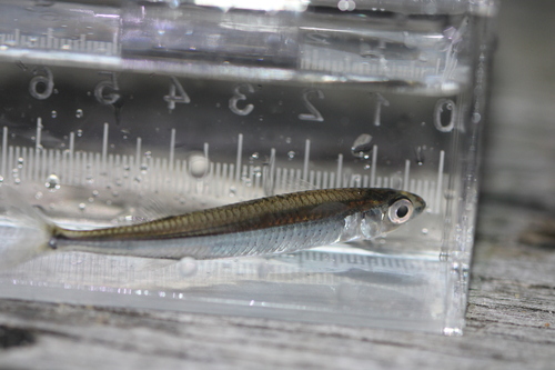 Elongate hardyhead (Atherinosoma elongata) — Atherinidae