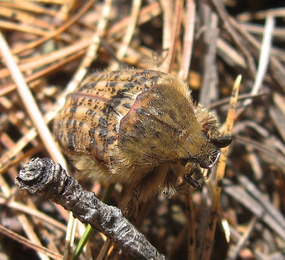 Bumble Flower Beetle From Tweed On Canada On April At Pm By Joe Bartok