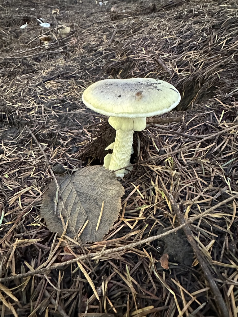 Amanita phalloides · November 2025 · photo: © ocean_beach_goth (iNaturalist, cc-by)
