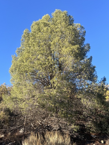 Parry pinyon (Pinus quadrifolia)