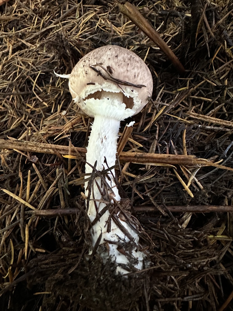 Agaricus subrutilescens · November 2025 · photo: © ocean_beach_goth (iNaturalist, cc-by)