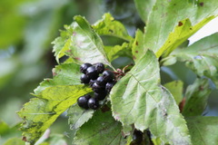 Crataegus chlorosarca