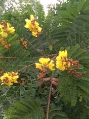 Peltophorum pterocarpum