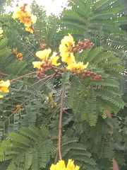 Peltophorum pterocarpum