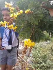 Peltophorum pterocarpum