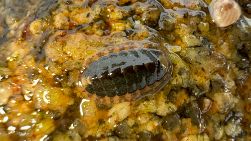 Lepidochitona cinerea