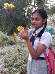 Peltophorum pterocarpum