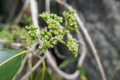 Coptosperma