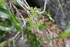 Coptosperma