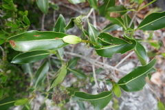 Coptosperma
