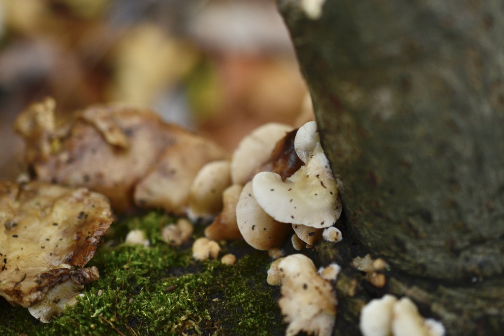 Crepidotus mollis · November 2025 · photo: © cryptomarasmius (iNaturalist, cc-by)