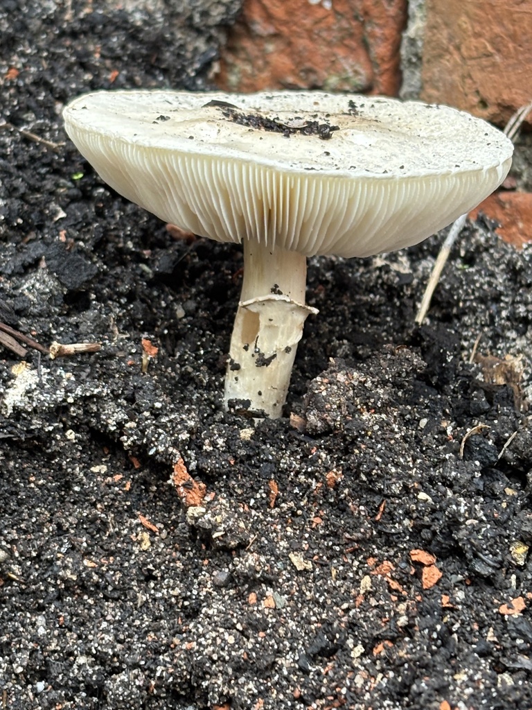 Leucocoprinus leucothites · November 2025 · photo: © mandy_h (iNaturalist, cc0)