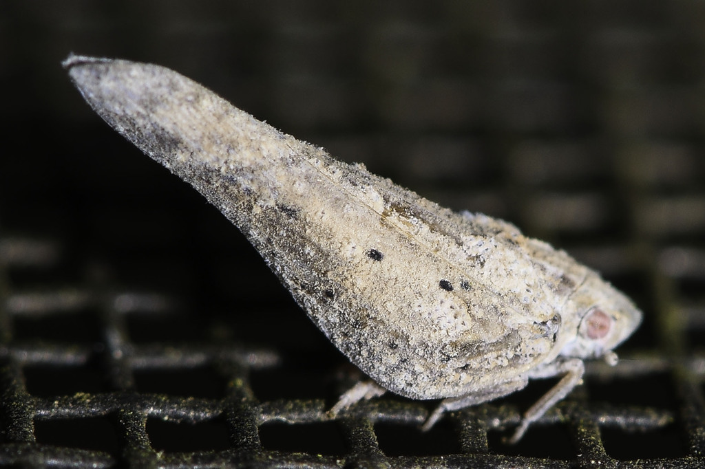 Cyarda sordida