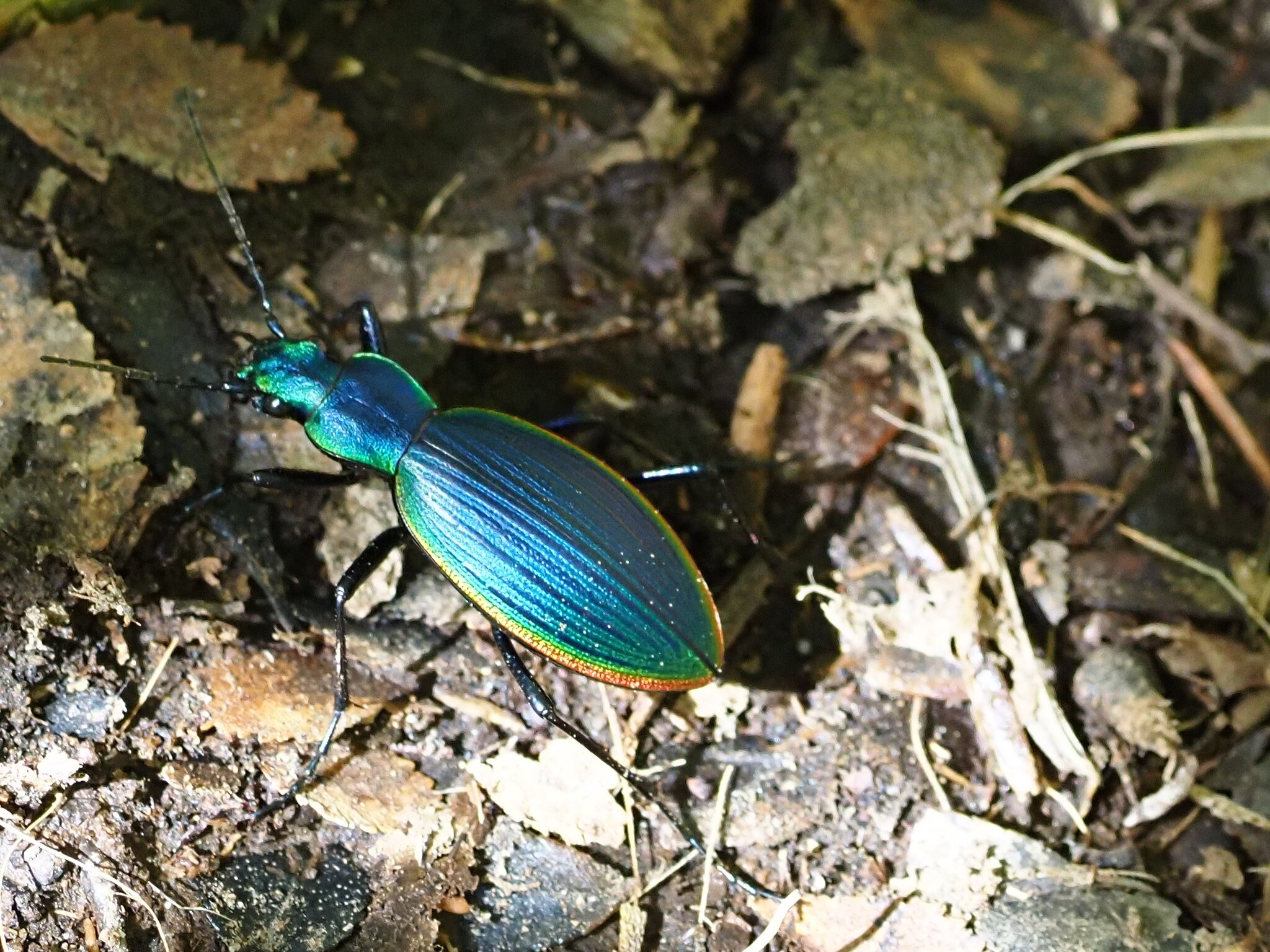 Ceroglossus chilensis 極美個体チリオサムシ標本 gloriosus チレン