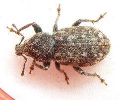 Dyslobus decoratus