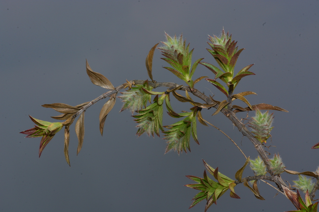 Lepidagathis clavata