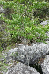 Rytigynia