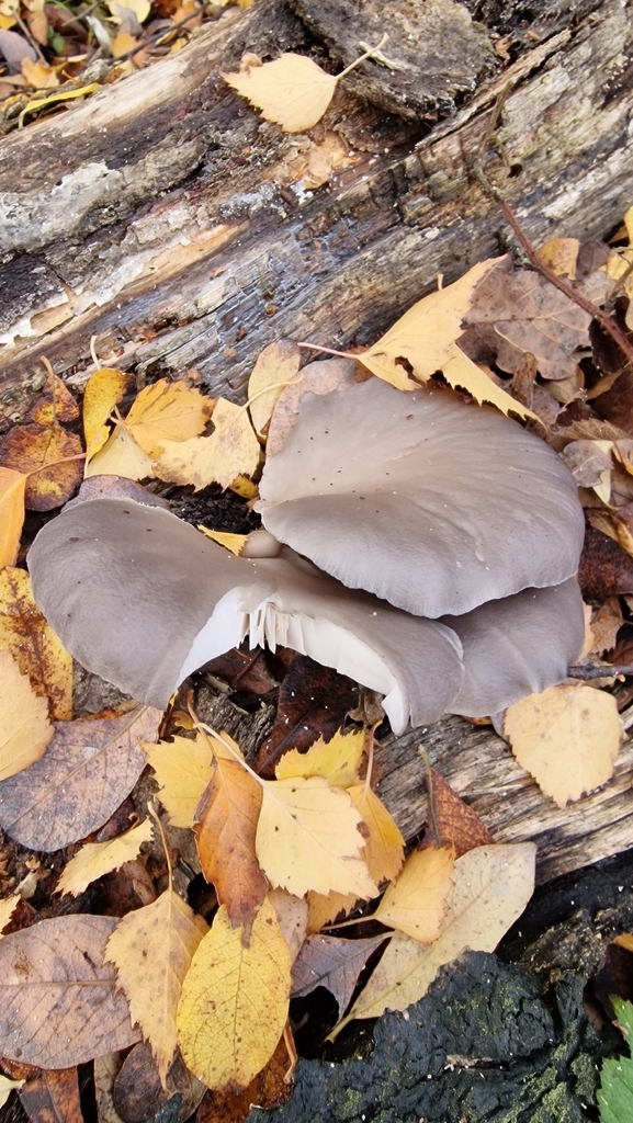 Pleurotus ostreatus · November 2025 · photo: © fungiary (iNaturalist, cc0)