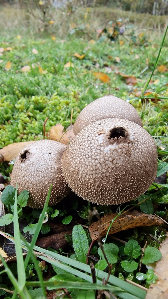 Lycoperdon perlatum · November 2025 · photo: © fungiary (iNaturalist, cc0)
