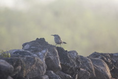 Campylorhynchus yucatanicus