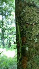 Leiophasmatinae