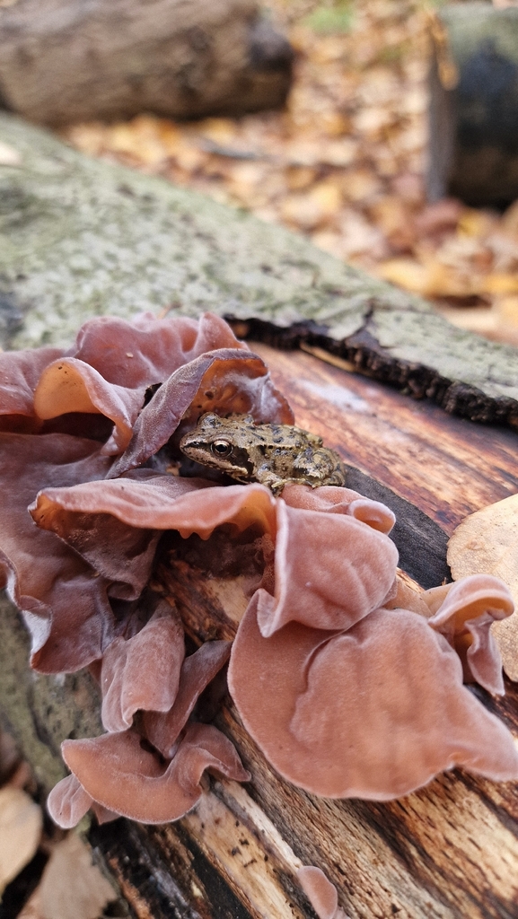 Auricularia auricula-judae · November 2025 · photo: © fungiary (iNaturalist, cc0)