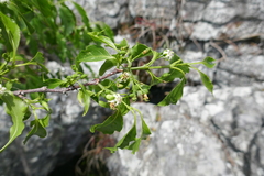 Rytigynia