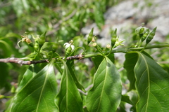 Rytigynia