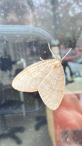 Winter Moth photo 6