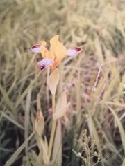 Iris variegata