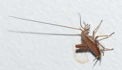 Saltoblattella