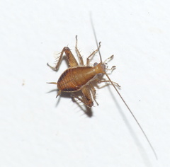 Saltoblattella
