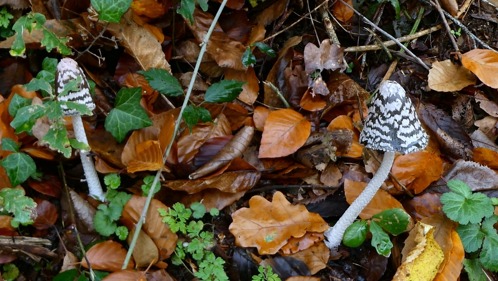 Coprinopsis picacea · November 2025 · photo: © patricklm35 (iNaturalist, cc0)