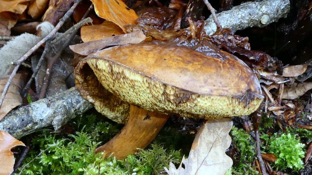 Imleria badia · November 2025 · photo: © patricklm35 (iNaturalist, cc0)
