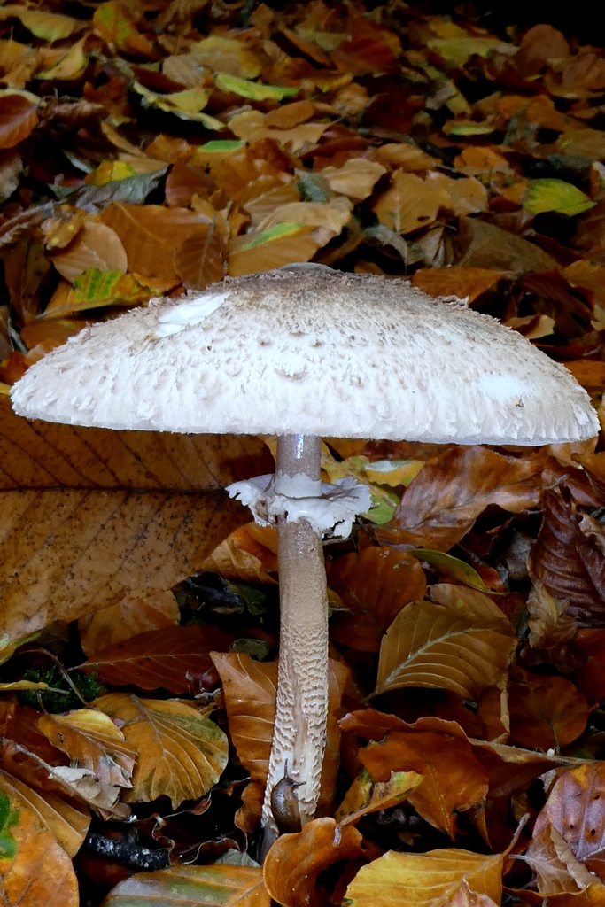 Macrolepiota procera · November 2025 · photo: © patricklm35 (iNaturalist, cc0)