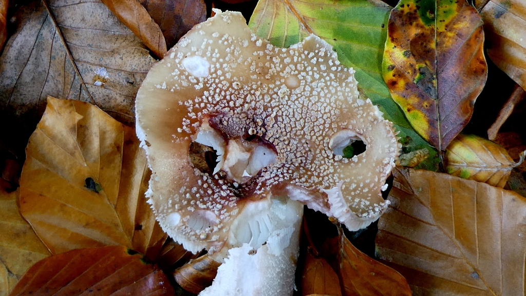 Amanita rubescens · November 2025 · photo: © patricklm35 (iNaturalist, cc0)