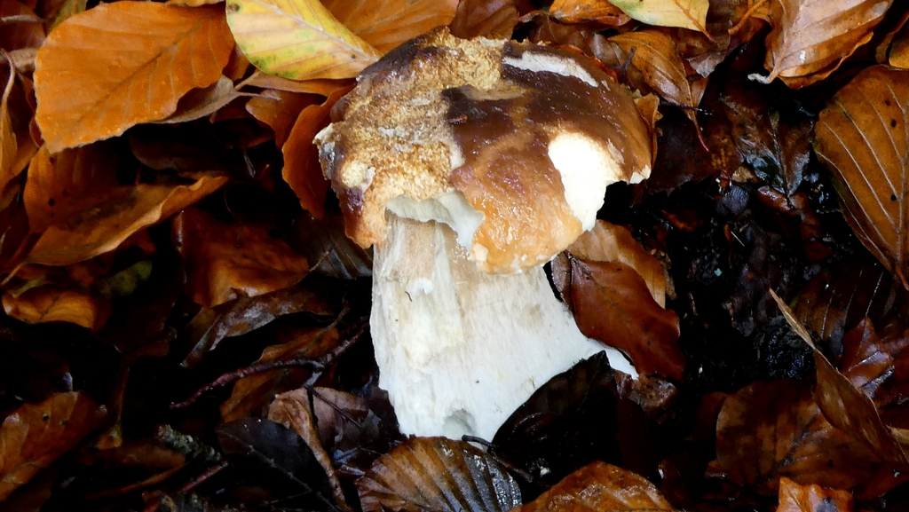 Boletus edulis · November 2025 · photo: © patricklm35 (iNaturalist, cc0)