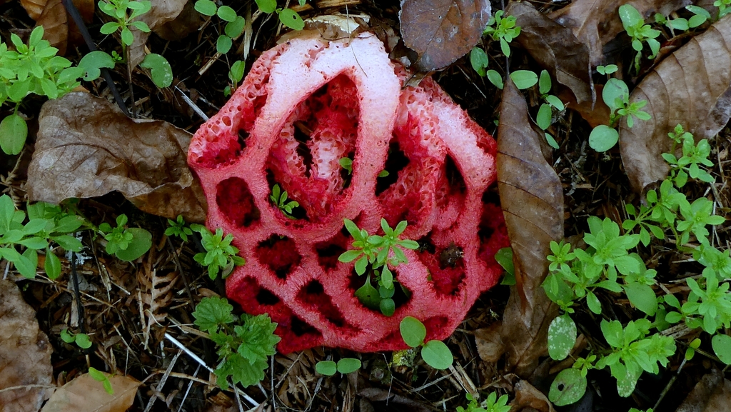 Clathrus ruber · November 2025 · photo: © patricklm35 (iNaturalist, cc0)