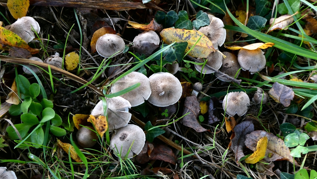 Tricholoma cingulatum