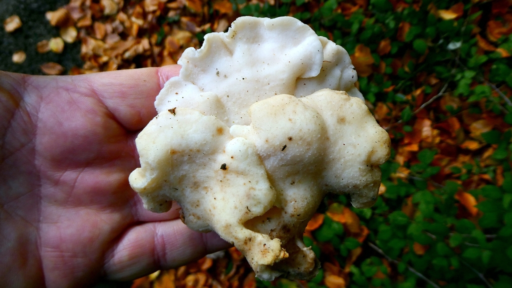 Tyromyces chioneus · November 2025 · photo: © patricklm35 (iNaturalist, cc0)