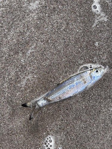Graceful herring (Lile gracilis) — Clupeidae