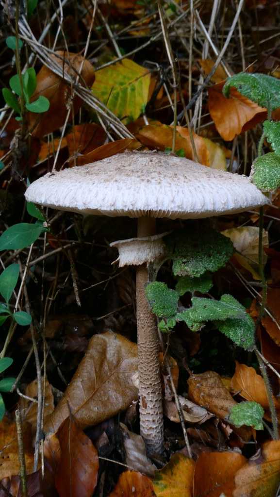 Macrolepiota procera · November 2025 · photo: © patricklm35 (iNaturalist, cc0)