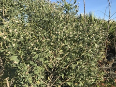 Baccharis halimifolia image