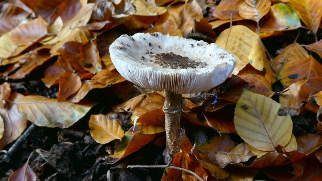 Macrolepiota procera · November 2025 · photo: © patricklm35 (iNaturalist, cc0)